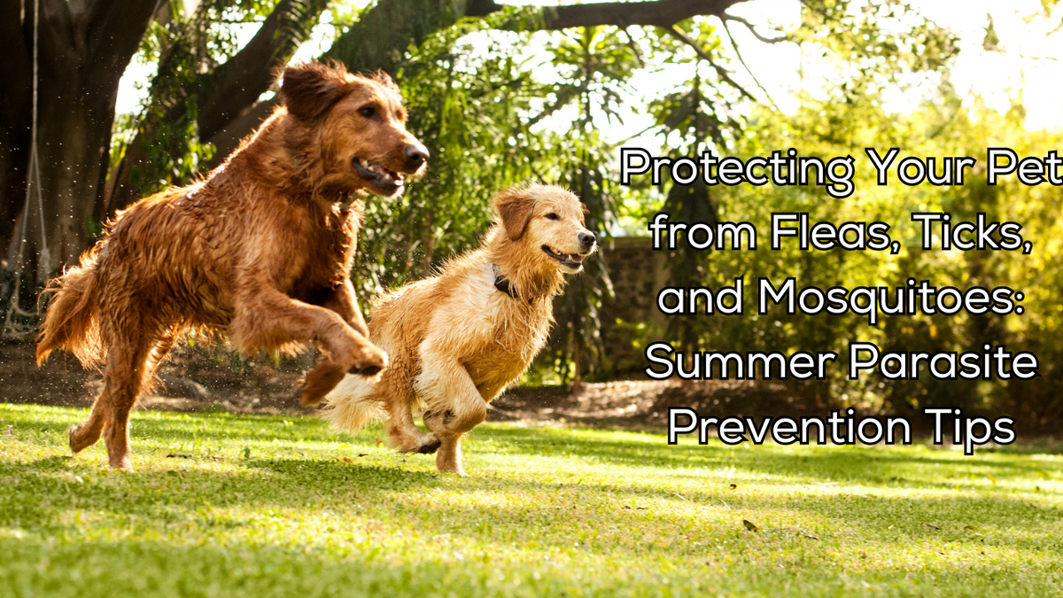 Protecting Your Pet from Fleas, Ticks, and Mosquitoes Summer Parasite