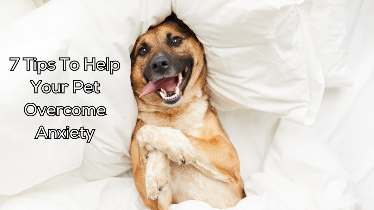 Picture of 7 Tips To Help Your Pet Overcome Anxiety – A Better Treat