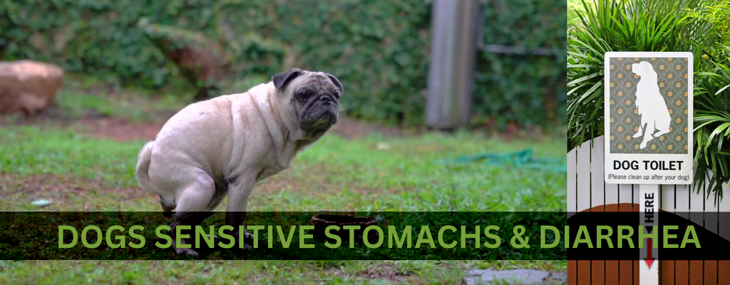 Dog Upset Stomachs (Diarrhea and Sensitive Stomach)