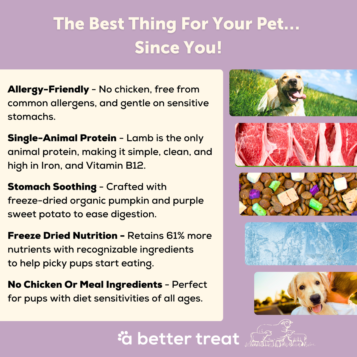 A Better Dog Food | Lamb | Raw You Can See | Freeze Dried Raw +