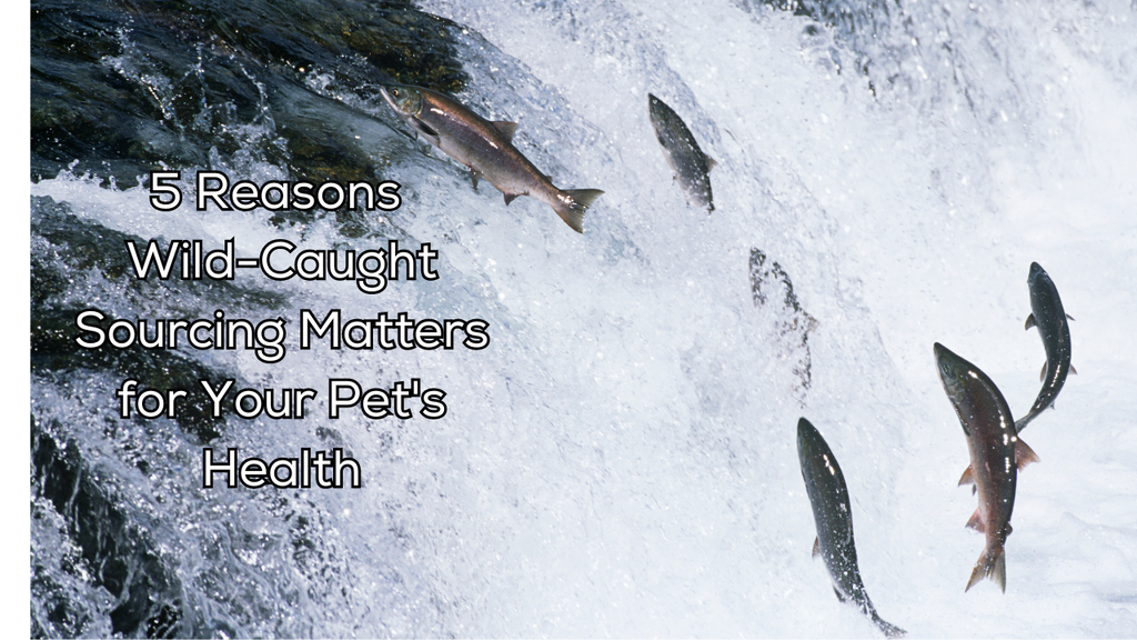 5 Reasons Wild-Caught Sourcing Matters for Your Pet's Health