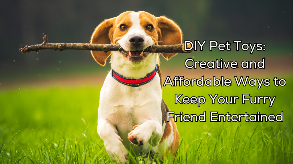 DIY Pet Toys: Creative and Affordable Ways to Keep Your Furry Friend Entertained