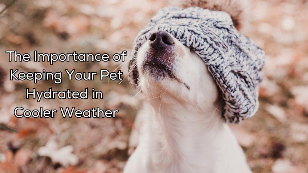 The Importance of Keeping Your Pet Hydrated in Cooler Weather