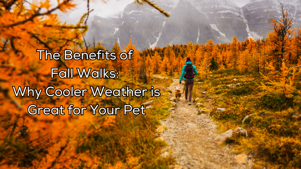 The Benefits of Fall Walks: Why Cooler Weather is Great for Your Pet
