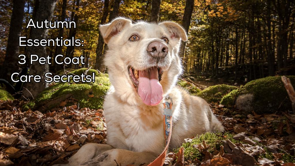 Best Practices for Fur, Skin and Paw Care in the Fall!