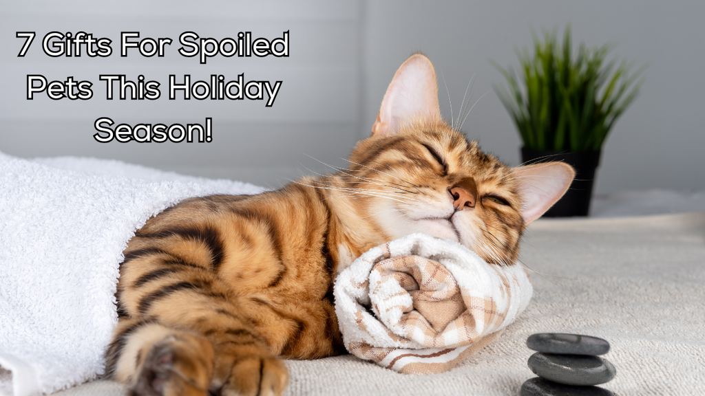7 Gifts For Spoiled Pets This Holiday Season!
