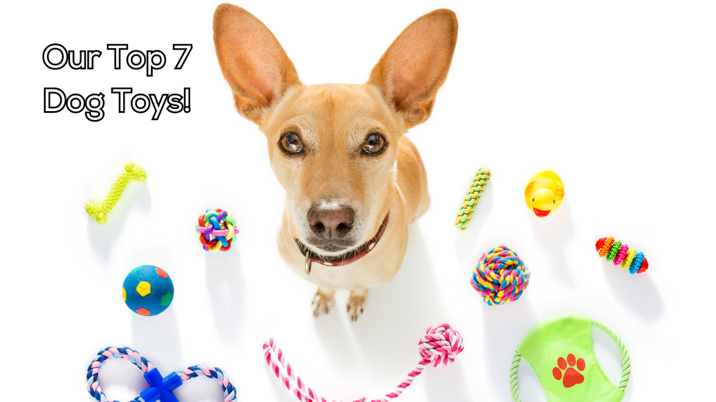 Our Top 7 Dog Toys to Gift