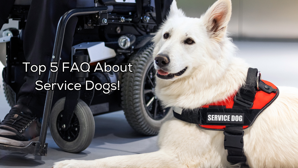Top 5 FAQ About Service Dogs!