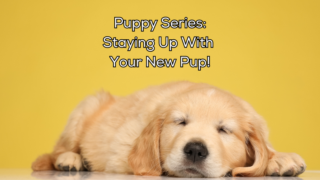Puppy Series: Staying Up With Your New Pup