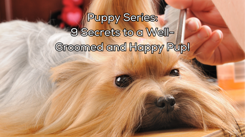 Puppy Series: 9 Secrets to a Well-Groomed and Happy Pup 🛁🐾