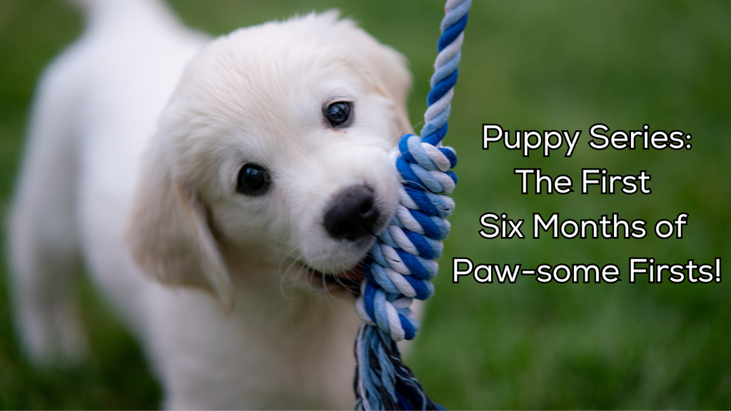 Puppy Series: The First Six Months of Paw-some Firsts 🐾