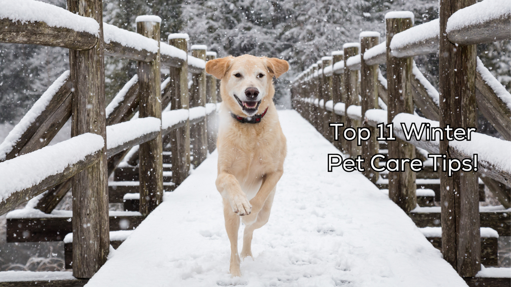 Top 11 Winter Pet Care Tips!