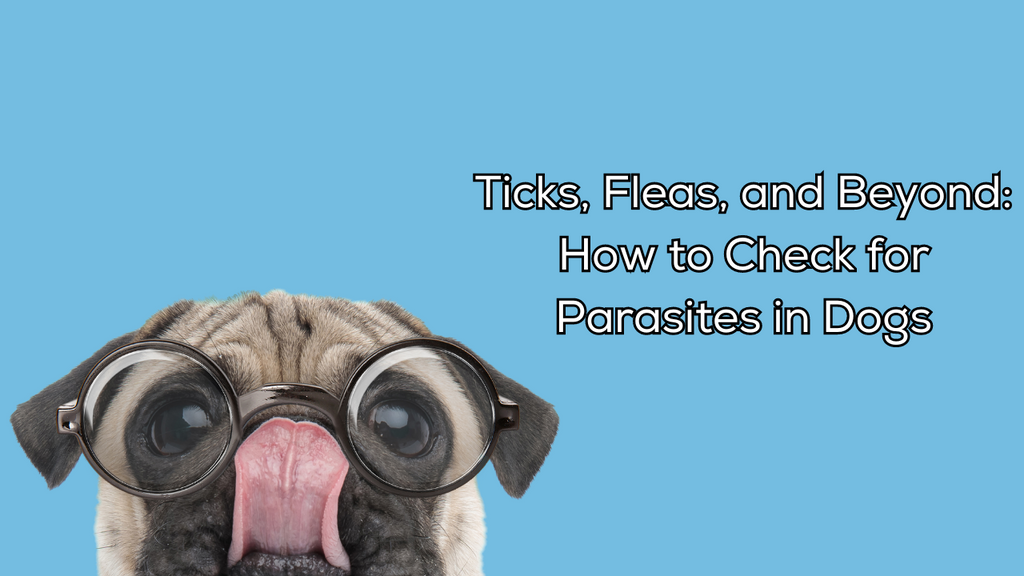 Ticks, Fleas, and Beyond: How to Check for Parasites in Dogs