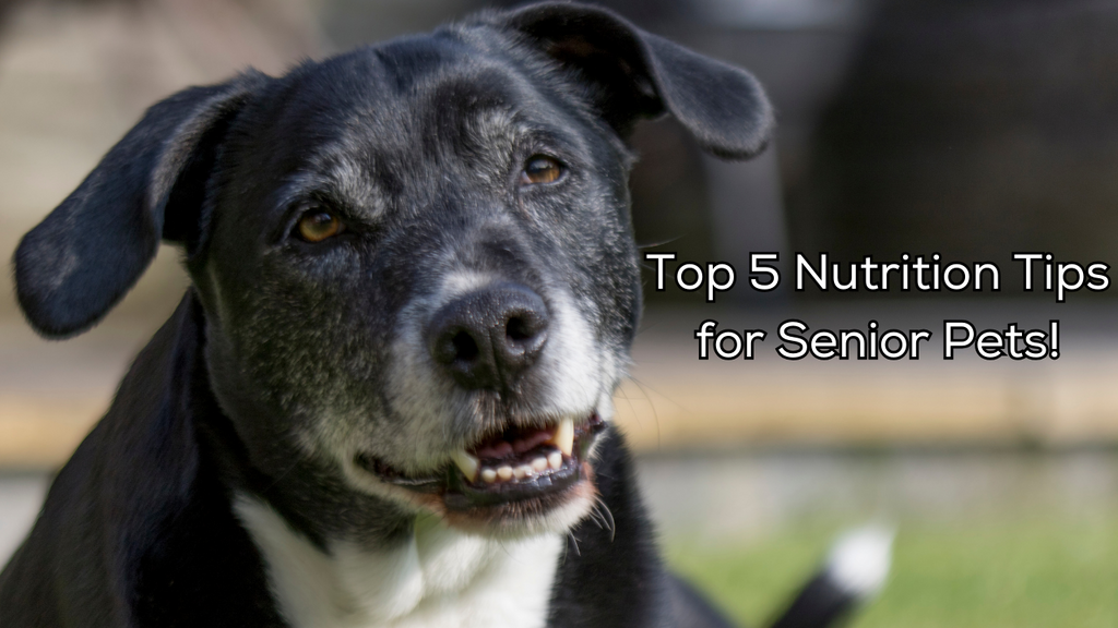 Top 5 Nutrition Tips for Senior Pets!