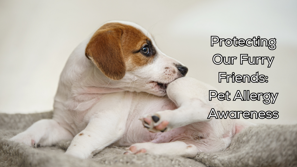 Protecting Our Furry Friends: Pet Allergy Awareness