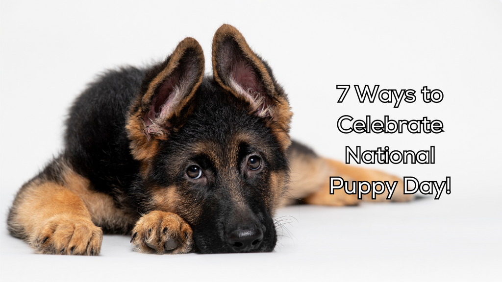 7 Ways to Celebrate National Puppy Day with Your Furry Pal 🐶