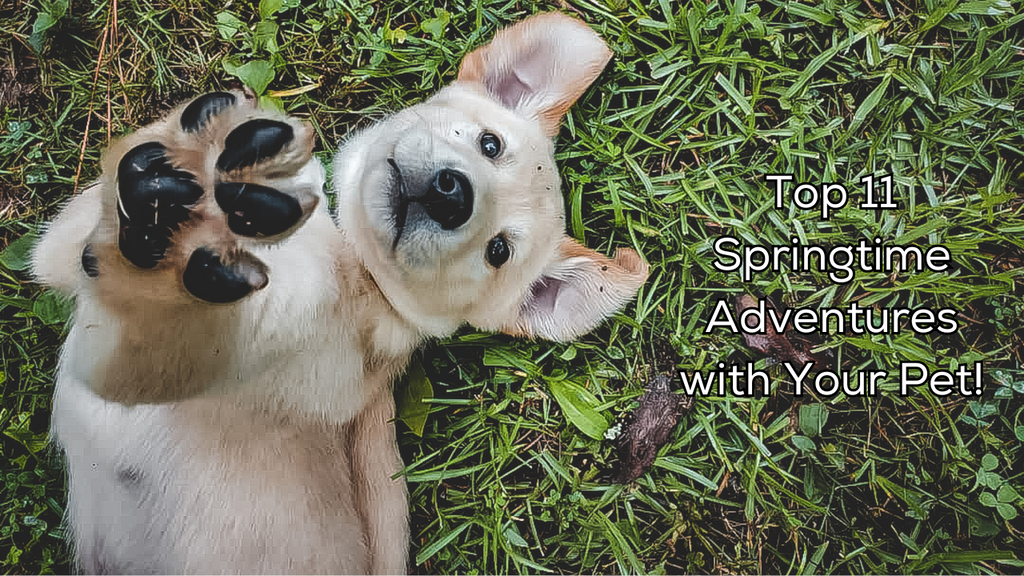 Top 11 Springtime Adventures with Your Pet!