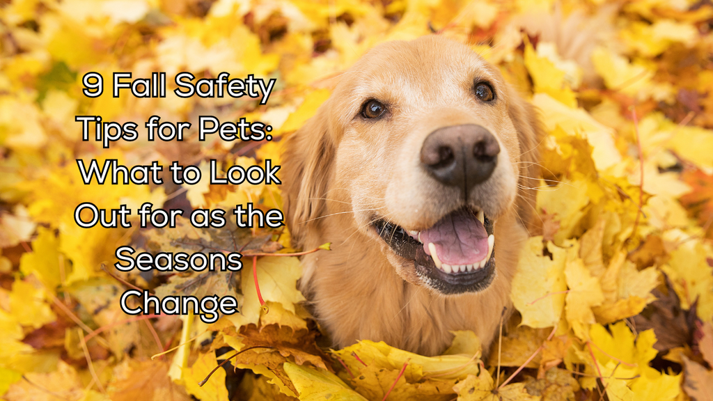 9 Fall Safety Tips for Pets: What to Look Out for as the Seasons Change