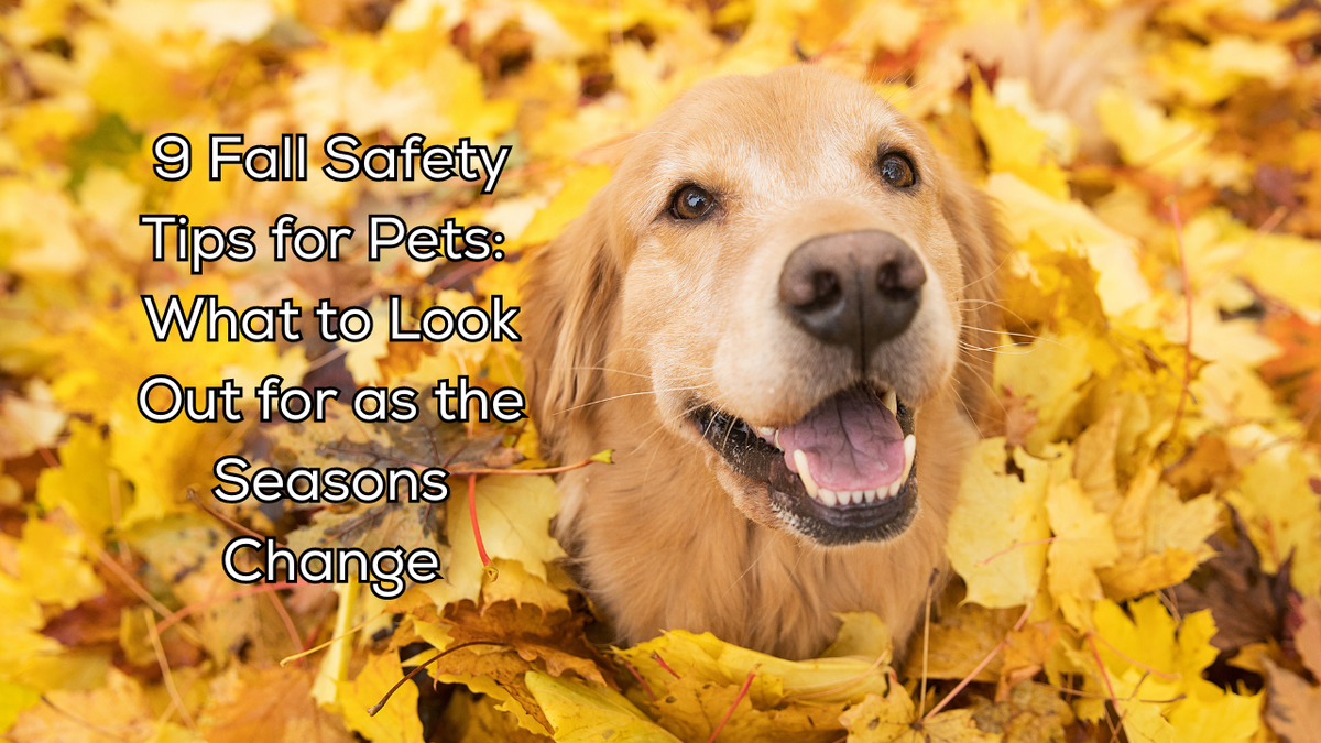 9 Fall Safety Tips for Pets: What to Look Out for as the Seasons Chang ...