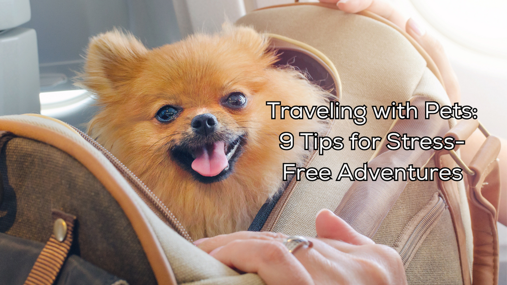 Traveling With Pets: 9 Tips For Stress-Free Adventures