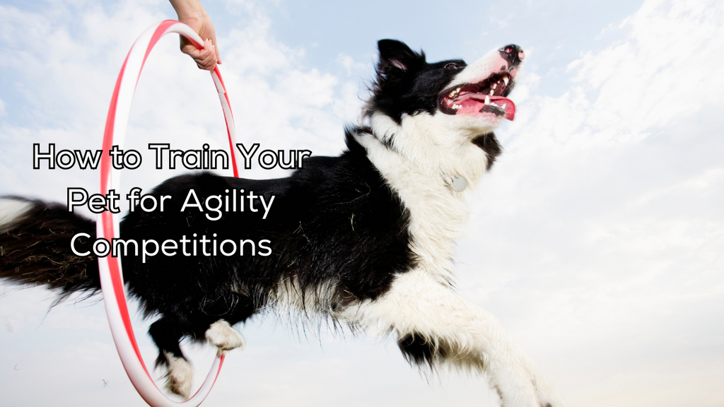 How to Train Your Pet for Agility Competitions