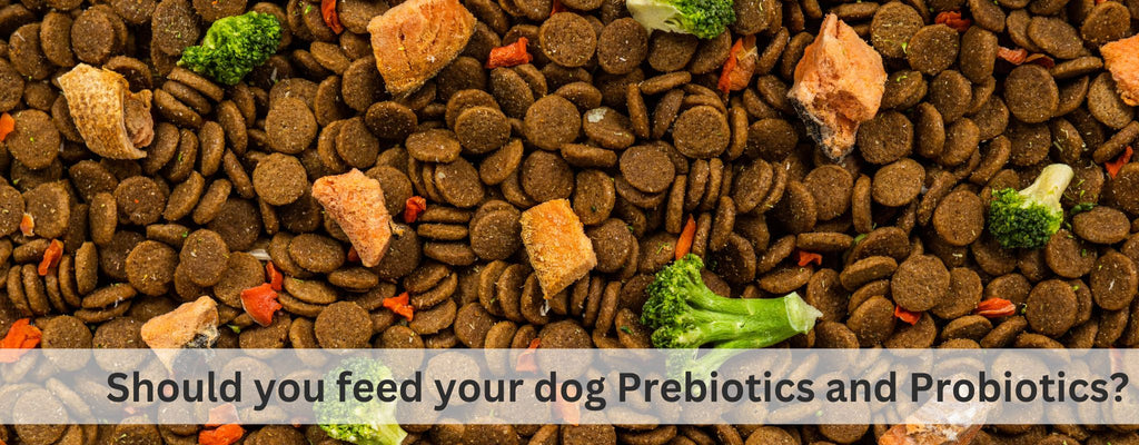 Should you feed your Dog Prebiotics and Probiotics?