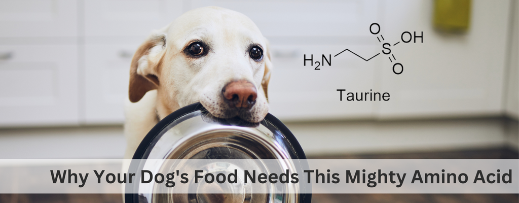 Unleash the Power of Taurine: Why Your Dog's Food Needs This Mighty Amino Acid