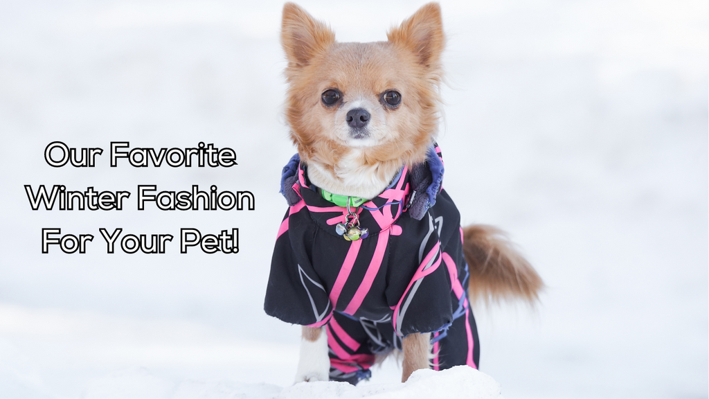 Winter Fashion for Your Pet!