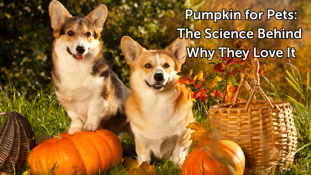 Pumpkin for Pets: The Science Behind Why They Love It