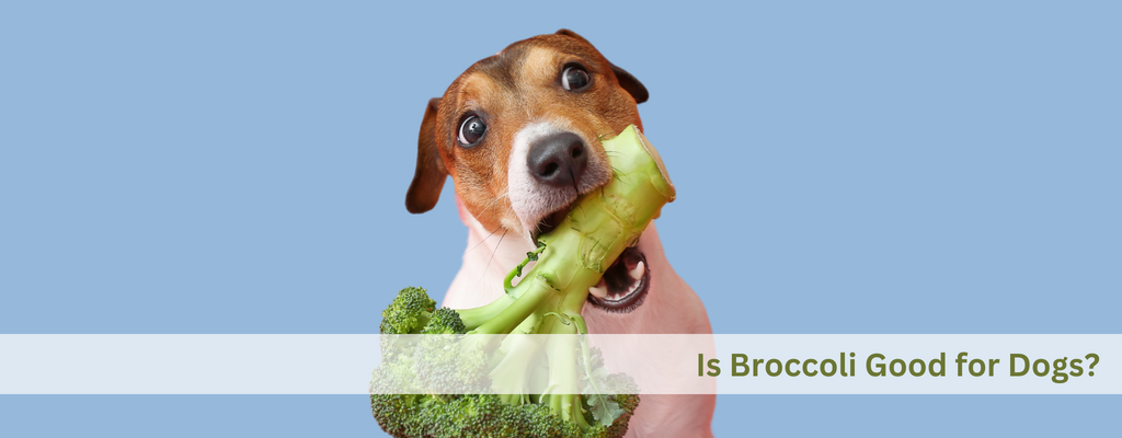 Is Broccoli Good for Dogs?