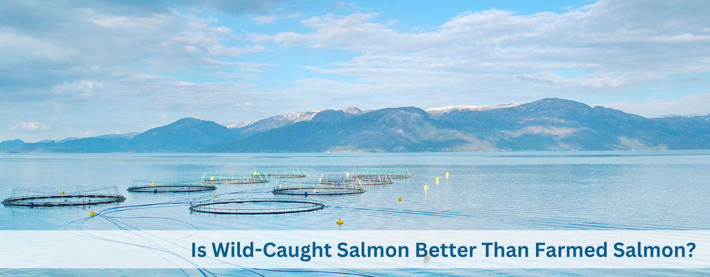 Is Wild-Caught Salmon Better Than Farmed Salmon?