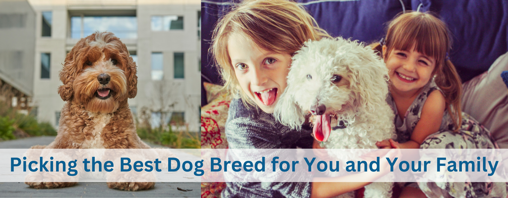 Picking the Best Dog Breed for You and Your Family
